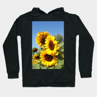 Sunflower, sunflower, (Helianthus annuus) Hoodie